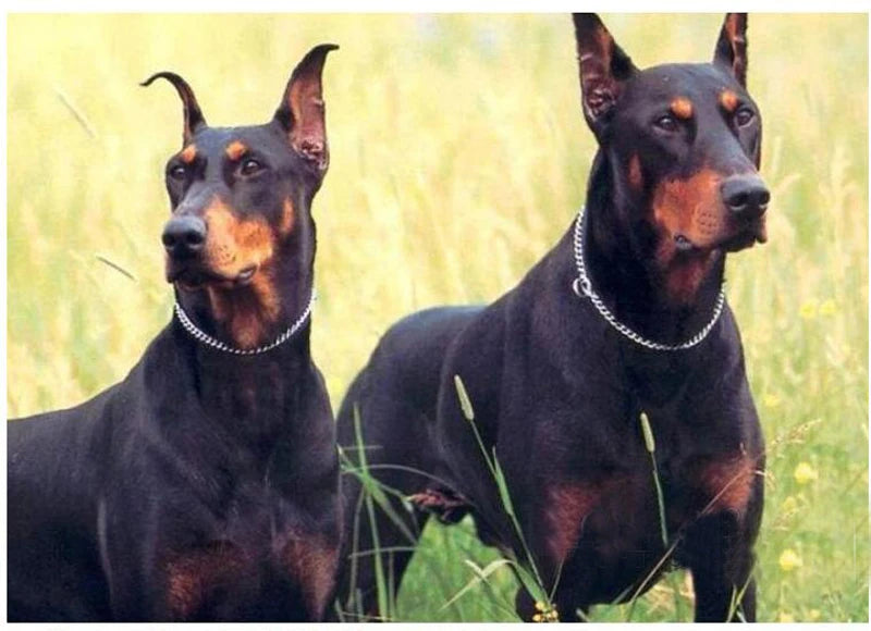 Stainless Steel Dog Chain Collar